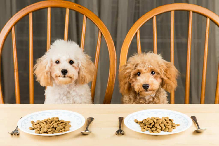 Chó Poodle biếng ăn thì nên làm gì?